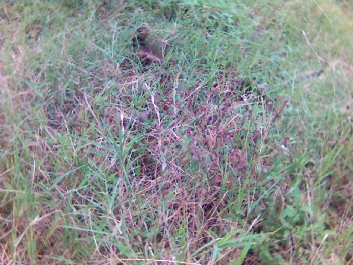 Gerberas - el invernadero