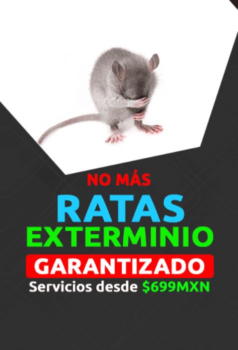 Fumigación de ratas - 