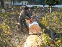 Derribo de arbolado urbano